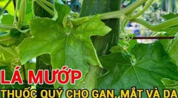 Không chỉ ăn quả, phần này của cây mướp là ‘báu vật’ cho gan, mắt và da, bỏ là uổng phí