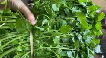 Việt Nam sở hữu loại rau chống bệnh K tốt nhất thế giới, chợ bán 10 nghìn/bó