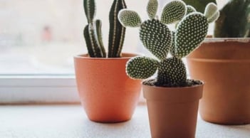 5 loại cây phong thủy đại kỵ trong nhà: Càng trồng càng hao tài, sức khỏe sa sút