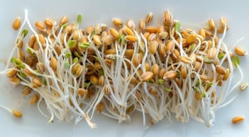 5 loại hạt nhiều chất dinh dưỡng và bổ dưỡng hơn khi nảy mầm