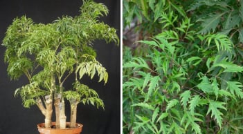 Người thuộc 2 mệnh này trồng Đinh Lăng cực hợp, Trấn Giữ Của Cải, hút tiền vàng cực đỉnh
