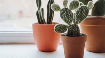 Top cây phong thủy nhà giàu luôn kiêng: Âm thầm hút cạn tài lộc, gây xui rủi cho gia đình