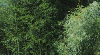 Công dụng bất ngờ của lá tre đối với sức khỏe: Tưởng bỏ đi nhưng lại là “thần dược” tự nhiên