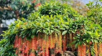 Trồng 4 loại cây này, con cháu hưởng phúc, cả nhà bình an, cuối đời không phải lo nghĩ chuyện tiền bạc