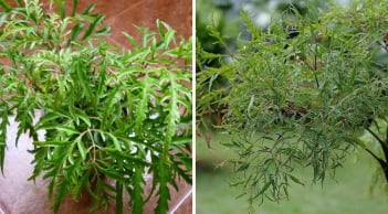 Vị trí tốt nhất trồng cây Đinh Lăng giúp Trấn Giữ Của Cải, thu hút Tiền Tài cực đỉnh