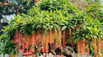 Tổ tiên dạy: “Trồng cây là gieo phúc” - 5 loại cây phong thủy giúp dòng họ hưng thịnh, con cháu an khang