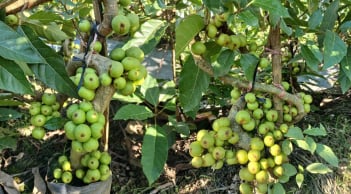 Người thuộc 2 mệnh này này trồng Cây Sung là tốt nhất, hút tài lộc cực đỉnh