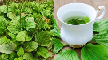Lấy cây mã đề nấu nước uống, cơ thể nhận được 5 lợi ích tuyệt vời
