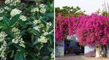 5  loại hoa sắc hương rực rỡ, gọi tiền tài về chật két: Giàu nghèo cũng một phần do đây