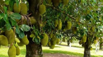 Loại cây phong thủy này ‘giữ lộc’ cực tốt, đừng dại chặt đi nếu không muốn tiền tài tiêu tán!