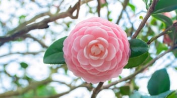 Trồng đúng 1 loài cây này trước cửa, gia đạo nhà bạn vững như núi, đời đời con cháu thinh vượng