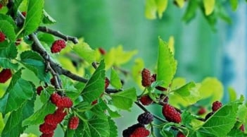 Người xưa cảnh báo: 3 loại cây tuyệt đối không trồng trước cửa nhà, kẻo rước họa, tiền bạc tiêu tán!