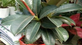 4 loại cây phong thủy nên đặt trong phòng khách: Chưng 1 chậu giúp gia đình thịnh vượng, 10 nhà thì 9 giàu sang