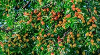 Tổ tiên dặn: 'Không chặt 2 cây này, rủi ro tránh xa, đói nghèo không ghé thăm'