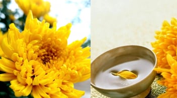 Vì sao người xưa vừa mừng vừa sợ ngày Trùng Cửu 9/9, và lại lên núi uống rượu hoa cúc vàng?