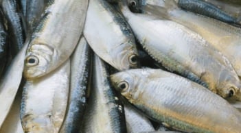 “Việt Nam có loại cá được Mỹ gọi là ‘Vua của các loài cá’: Bán đầy chợ, giá cực rẻ