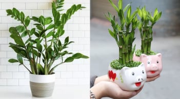 2 loại cây nên đặt trong nhà mới: Vừa chiêu tài vừa chuyển vận, càng ở càng giàu có