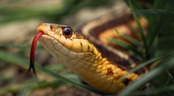 5 loại cây mà rắn rất sợ, trồng trong nhà giúp tránh xa tà khí, mang lại bình an và may mắn