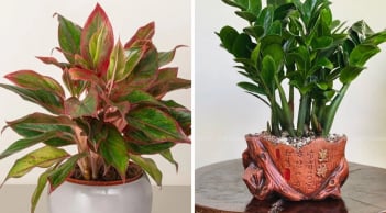 Nhà giàu chuộng 5 loại cây phong thủy này: Hút tài lộc như vòi rồng, phú quý lan sang cả con cháu