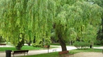 Tổ Tiên cảnh báo: Đừng trồng cây dữ trước nhà, lộc vào cửa cũng hóa hư – Đây là những loại cây kiêng kỵ