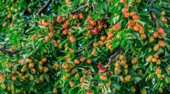 Tổ tiên cảnh báo: Không chặt 2 loại cây này, rủi ro không vào, đói nghèo không đến – Bạn biết chưa?