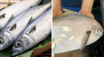 3 loại cá đang vào mùa: Thịt dày, xương ít, dễ tiêu và ngon quên lối về, không ăn quá phí