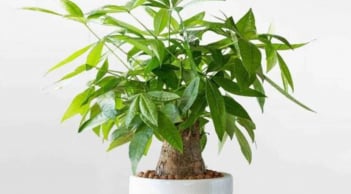 4 loại cây nên có trong phòng khách: 10 nhà đặt thì 9 nhà giàu, chưng 1 chậu để gia đình thịnh vượng