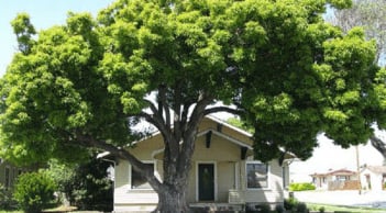 Các cụ dặn không sai: Trồng nhầm cây trước cửa, Thần Tài sẽ đi lạc, tiền bạc tiêu tán, rước họa vào thân