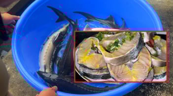 Loại cá không xương, ngon hơn cá Chép, bổ hơn cá Thu, giàu Omega 3 bậc nhất