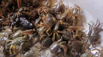 Luật cua tuyệt vời: 3 bí quyết giúp anh chị em hòa thuận mà không cần tụ tập