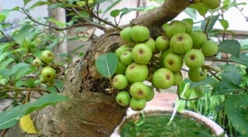 Người tuổi Thân trồng cây cảnh gì cho hợp Mệnh và thu hút tài lộc, may mắn?