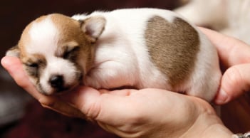 Cách nuôi chó con mau lớn và thông minh