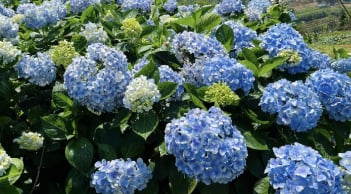 Lý do không nên trồng cẩm tú cầu trong nhà