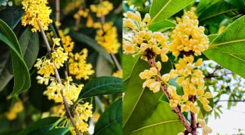 Người mệnh nào nên trồng cây Mộc Hương?