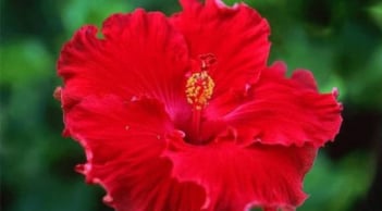 3 loại hoa đại kỵ tuyệt đối không đặt lên bàn thờ, kẻo rước xui xẻo và vận hạn vào nhà