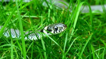 3 loại hoa dễ dụ rắn vào nhà, ai đang trồng phải thật cẩn trọng