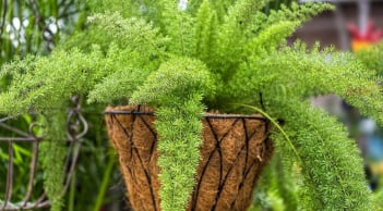 4 cây cảnh chiêu tài, gọi lộc nên đặt ở cửa hàng cửa hiệu