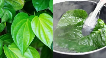 Lá Trầu Không có 5 công dụng chữa bệnh vô cùng hữu ích này