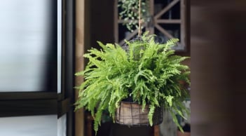 Cây dương xỉ hợp nhất 3 mệnh, trồng vào nhà Tiền Tài nở hoa