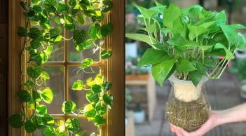 Trồng cây trầu bà trong nhà: Nên chú ý điều này kẻo gây hại