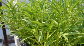 Loại rau cắm xuống đất là mọc xanh mơn mởn, axit folic gấp 8 lần táo