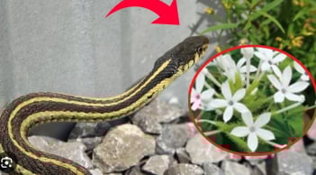 6 dấu hiệu chứng tỏ rắn ở trong vườn nhà bạn, xử lý ngay