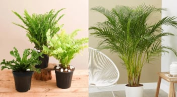 7 loại cây trong nhà giúp thanh lọc không khí, ngăn nấm mốc gây hại sức khỏe