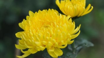 Cách cắm hoa cúc trên bàn thờ giúp chiêu tài, tụ lộc