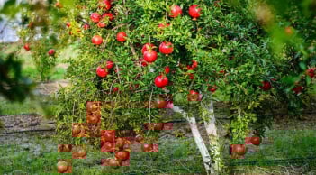 3 cách trồng cây để cân bằng Âm - Dương, tăng sinh khi và hút tài lộc vào nhà