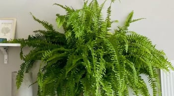 3 người thuộc Mệnh này, trồng cây dương xỉ cực tốt, hỗ trợ công việc và tài lộc