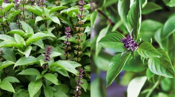 Cách dùng rau húng quế giúp giảm căng thẳng và ngủ ngon, đơn giản và tiết kiệm