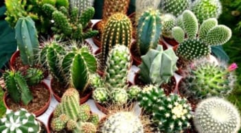 Cảnh báo chủ cửa hàng: 3 vật phẩm tuyệt đối không bày kẻo hao tài, vận xui ập đến