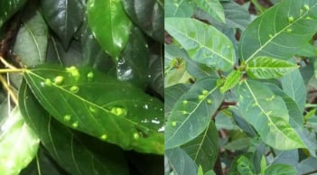 Công dụng của nước lá sung: Thức uống dân gian mang lại nhiều lợi ích cho sức khỏe bất ngờ