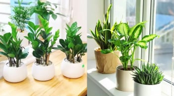 Đặt cây đúng chỗ này, vận xui tan biến, tiền tự tìm đến, may mắn nối đuôi nhau gõ cửa